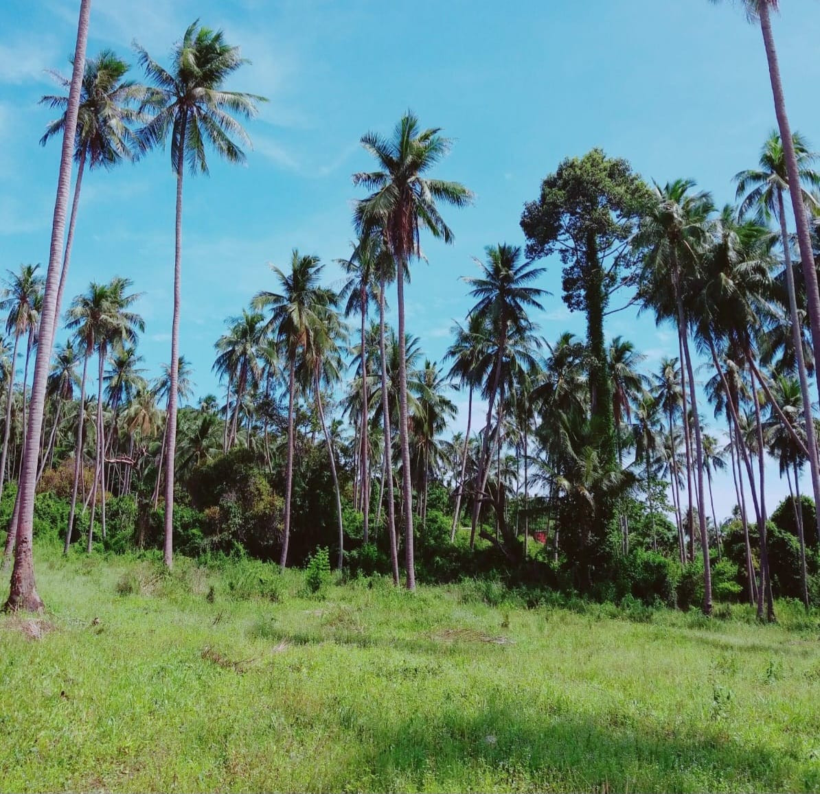 FOR SALE - FLAT LAND  BANG KAO KOH SAMUI ( 21 RAI ) 